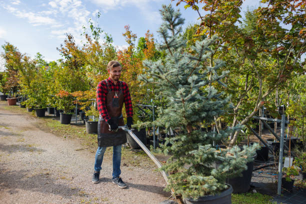 Trusted Eddington, PA Tree Service Experts